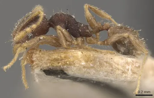 Pheidole mus specimen CASENT0907978 image casent0907978_3