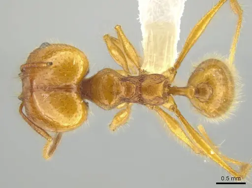 Pheidole musacolor specimen CASENT0636691 image casent0636691_1