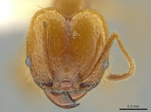 Pheidole musacolor specimen CASENT0636691 image casent0636691_2