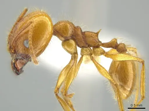 Pheidole musacolor specimen CASENT0636691 image casent0636691_3