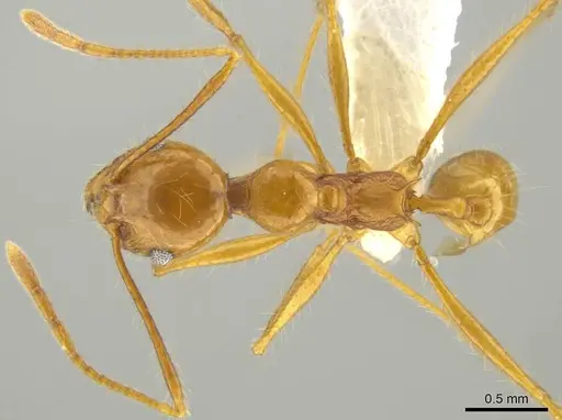 Pheidole musacolor specimen CASENT0636692 image casent0636692_1