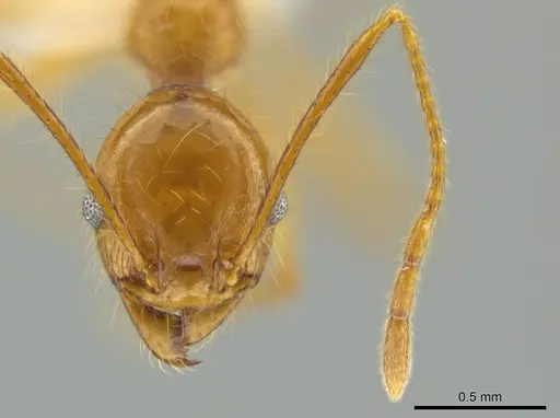 Pheidole musacolor specimen CASENT0636692 image casent0636692_2