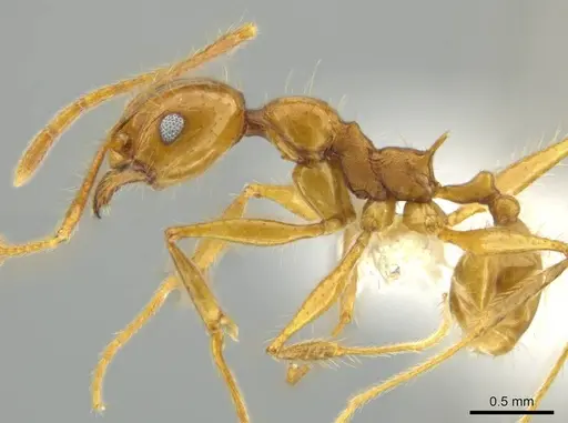 Pheidole musacolor specimen CASENT0636692 image casent0636692_3