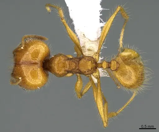 Pheidole musacolor specimen CASENT0646393 image casent0646393_1