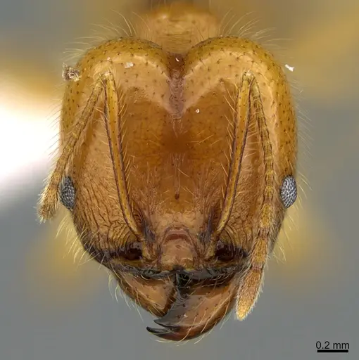 Pheidole musacolor specimen CASENT0646393 image casent0646393_2