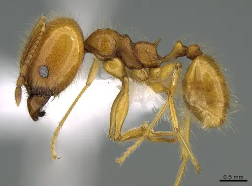 Pheidole musacolor specimen CASENT0646393 image casent0646393_3