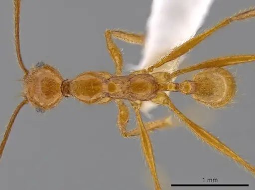 Pheidole musinermis specimen CASENT0615198 image casent0615198_1
