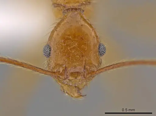 Pheidole musinermis specimen CASENT0615198 image casent0615198_2
