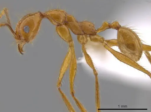 Pheidole musinermis specimen CASENT0615198 image casent0615198_3