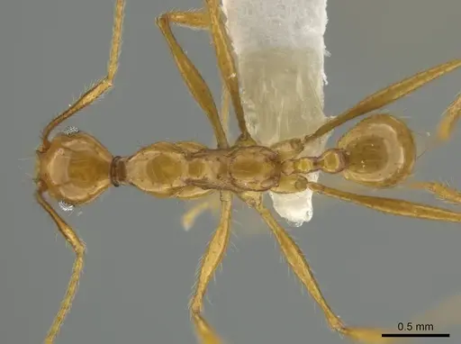 Pheidole musinermis specimen CASENT0631279 image casent0631279_1