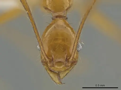 Pheidole musinermis specimen CASENT0631279 image casent0631279_2