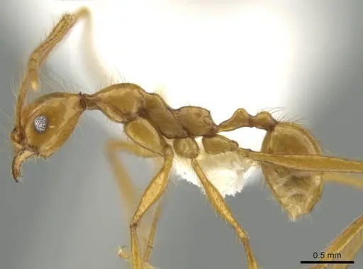 Pheidole musinermis specimen CASENT0631279 image casent0631279_3