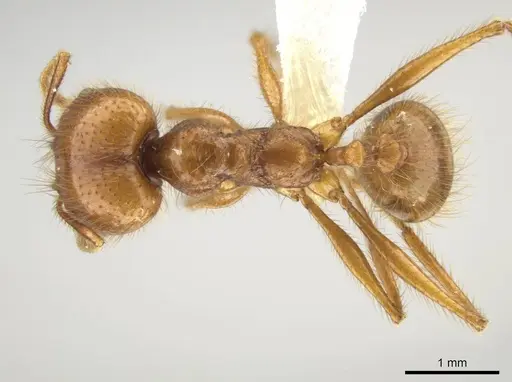 Pheidole musinermis specimen CASENT0631280 image casent0631280_1