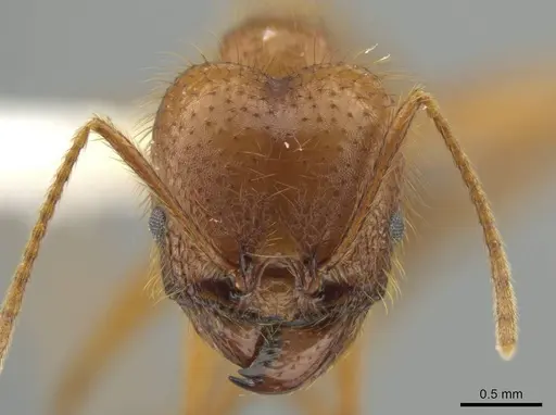 Pheidole musinermis specimen CASENT0631280 image casent0631280_2