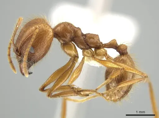 Pheidole musinermis specimen CASENT0631280 image casent0631280_3