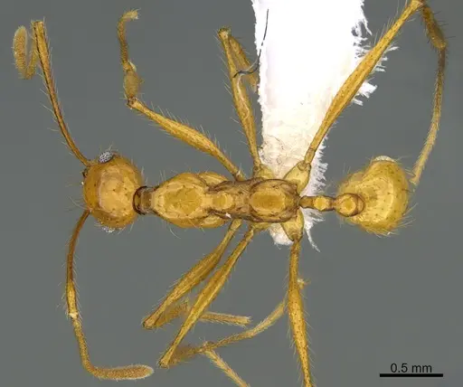 Pheidole musinermis specimen CASENT0646351 image casent0646351_1