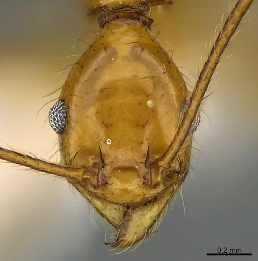 Pheidole musinermis specimen CASENT0646351 image casent0646351_2