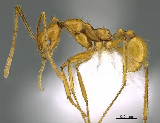 Pheidole musinermis specimen CASENT0646351 image casent0646351_3