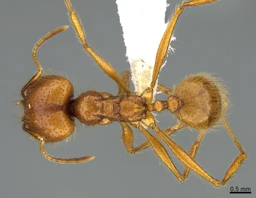 Pheidole musinermis specimen CASENT0646356 image casent0646356_1
