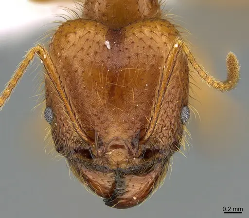 Pheidole musinermis specimen CASENT0646356 image casent0646356_2