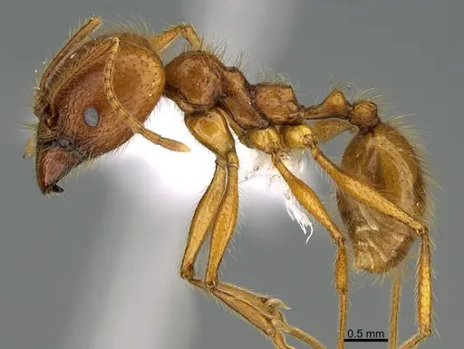 Pheidole musinermis specimen CASENT0646356 image casent0646356_3