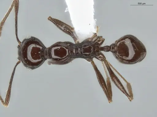 Pheidole mutisi specimen ECOFOG-CSG15-0307-02 image ecofog-csg15-0307-02_1