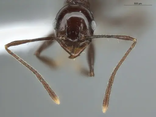 Pheidole mutisi specimen ECOFOG-CSG15-0307-02 image ecofog-csg15-0307-02_2