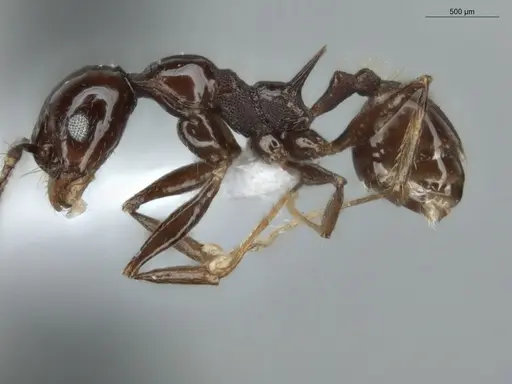 Pheidole mutisi specimen ECOFOG-CSG15-0307-02 image ecofog-csg15-0307-02_3