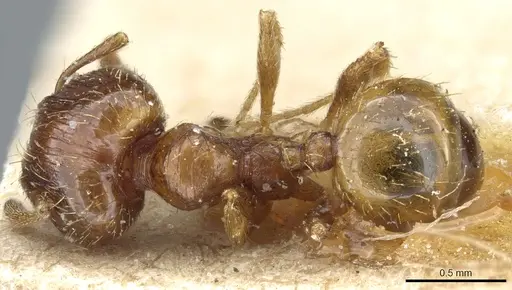Pheidole nana specimen CASENT0904399 image casent0904399_1