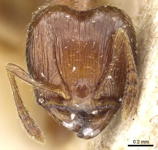 Pheidole nana specimen CASENT0904399 image casent0904399_2