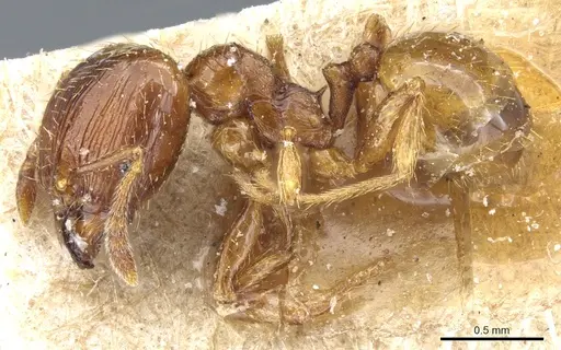 Pheidole nana specimen CASENT0904399 image casent0904399_3