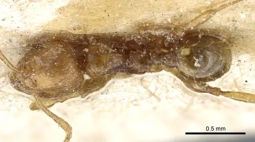Pheidole nana specimen CASENT0904400 image casent0904400_1