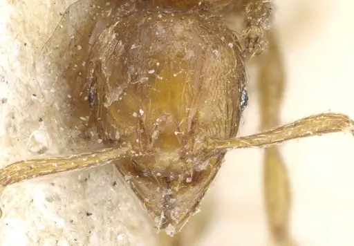 Pheidole nana specimen CASENT0904400 image casent0904400_2