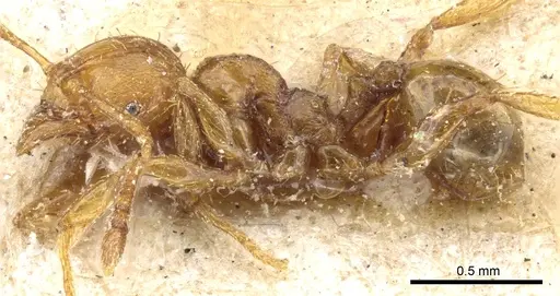 Pheidole nana specimen CASENT0904400 image casent0904400_3