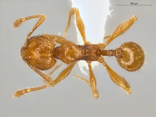 Pheidole nana specimen ECOFOG-CSG15-0150-14 image ecofog-csg15-0150-14_1