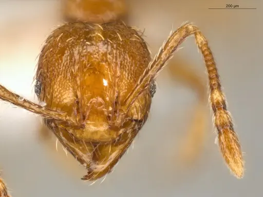 Pheidole nana specimen ECOFOG-CSG15-0150-14 image ecofog-csg15-0150-14_2