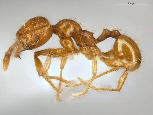 Pheidole nana specimen ECOFOG-CSG15-0150-14 image ecofog-csg15-0150-14_3