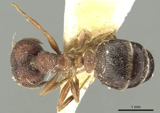 Pheidole naoroji specimen CASENT0281638 image casent0281638_1
