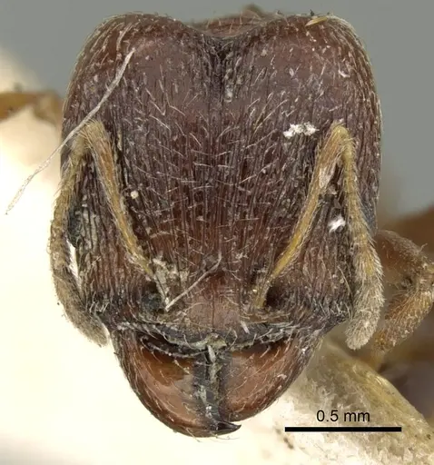 Pheidole naoroji specimen CASENT0281638 image casent0281638_2
