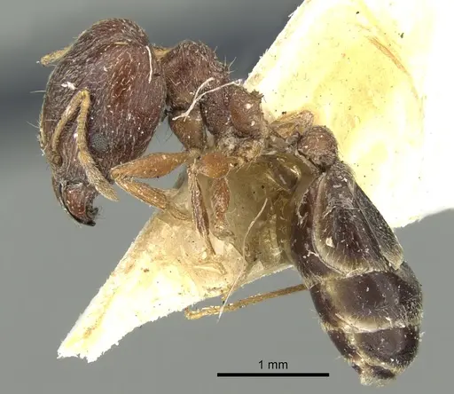 Pheidole naoroji specimen CASENT0281638 image casent0281638_3