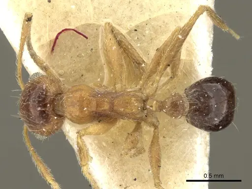 Pheidole naoroji specimen CASENT0281639 image casent0281639_1