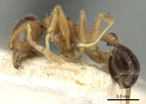 Pheidole naoroji specimen CASENT0281639 image casent0281639_3