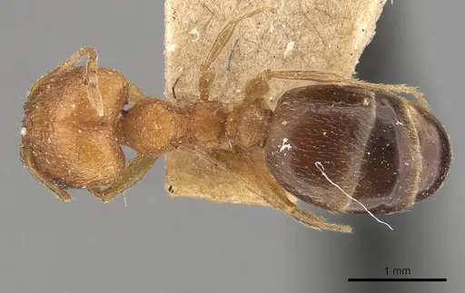Pheidole naoroji specimen CASENT0907930 image casent0907930_1
