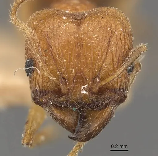 Pheidole naoroji specimen CASENT0907930 image casent0907930_2