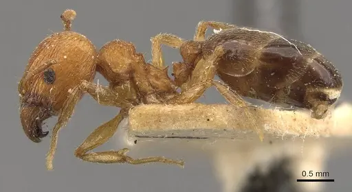 Pheidole naoroji specimen CASENT0907930 image casent0907930_3