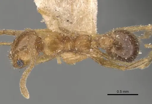 Pheidole naoroji specimen CASENT0907931 image casent0907931_1