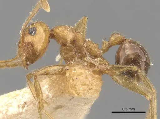 Pheidole naoroji specimen CASENT0907931 image casent0907931_3