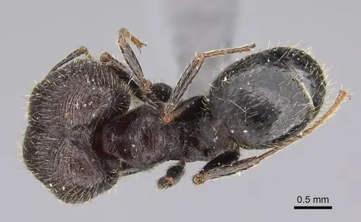 Pheidole naoroji specimen CASENT0923327 image casent0923327_1