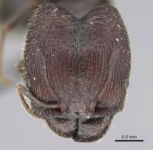 Pheidole naoroji specimen CASENT0923327 image casent0923327_2
