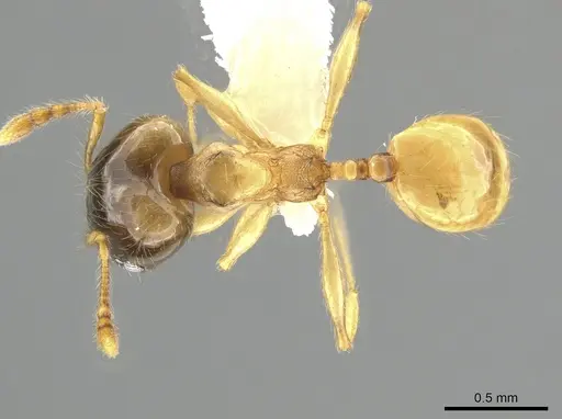 Pheidole nasutoides specimen CASENT0631409 image casent0631409_1